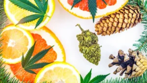 Cannabisblätter, Zitrusfrüchte und Pinienzapfen, symbolisieren die Vielfalt der Terpene in Cannabis.