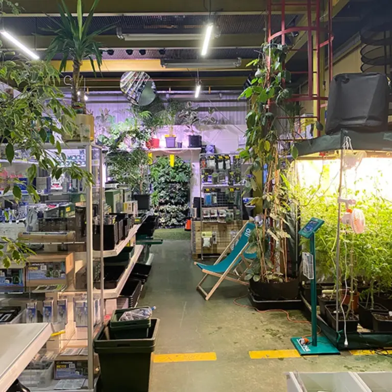 dampf mit stil kernen 01 768x768