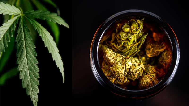 Cannabisblätter und getrocknete Blüten in einem dunklen Behälter, symbolisiert die Lagerung von Cannabis und den Schutz vor Licht.