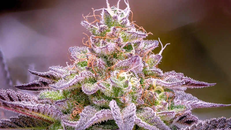 Nahaufnahme einer Granddaddy Purple Indica-Cannabispflanze, mit reichlich Trichomen und violetten Farbtönen.
